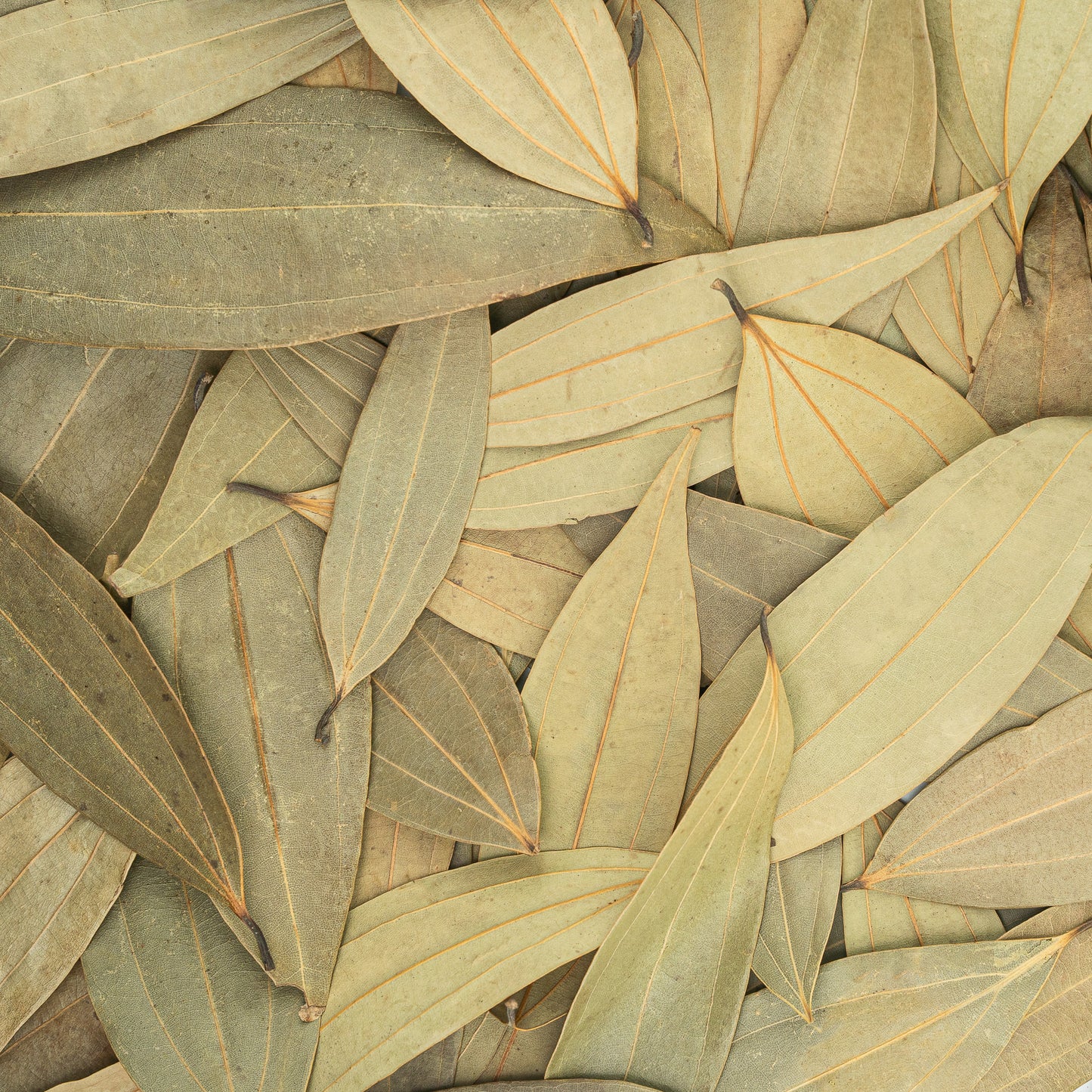 Bay Leaves from Meghalaya