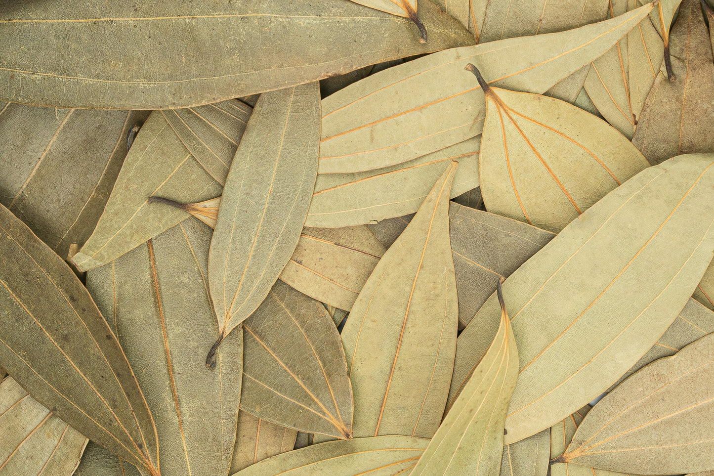 Bay Leaves from Meghalaya