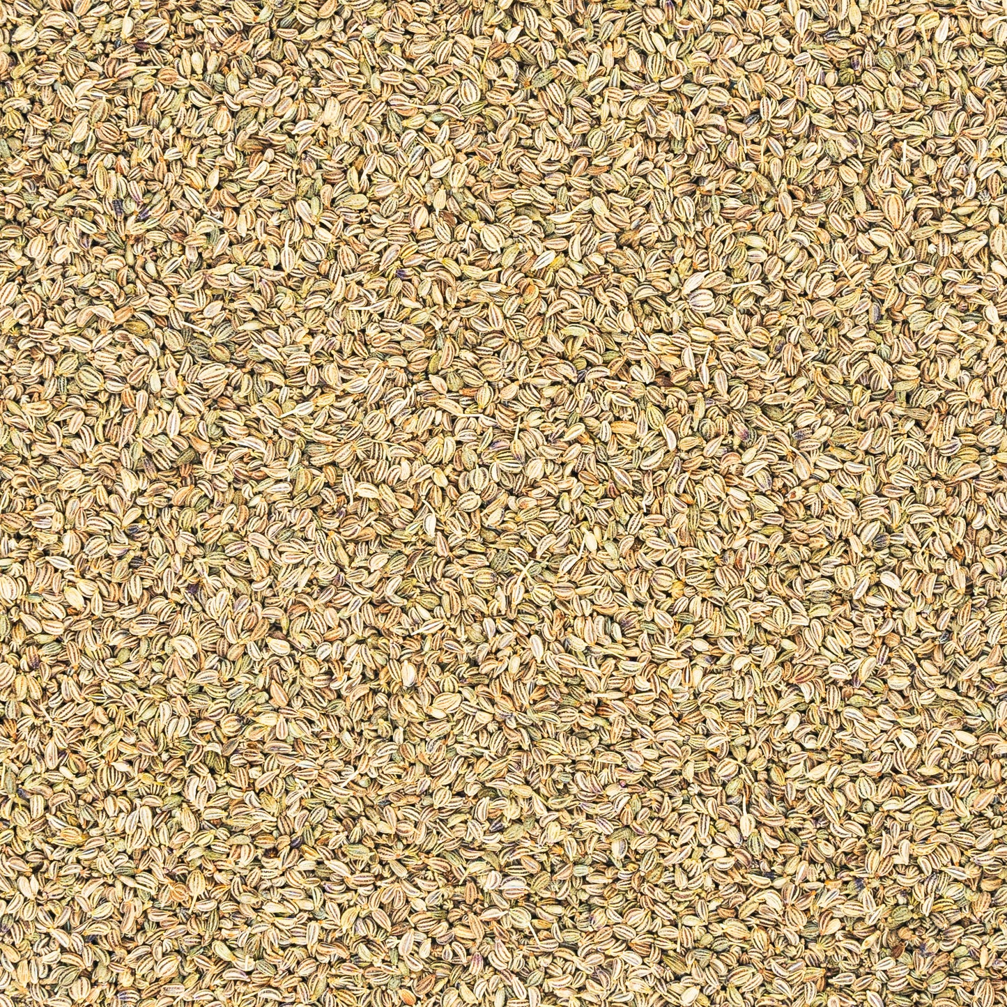 Carom Seeds - Ajwain from Gujarat
