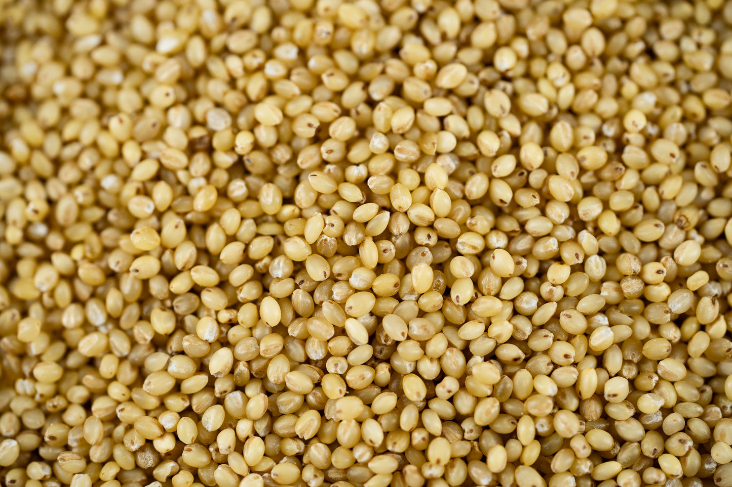 Kaon - Foxtail Millet