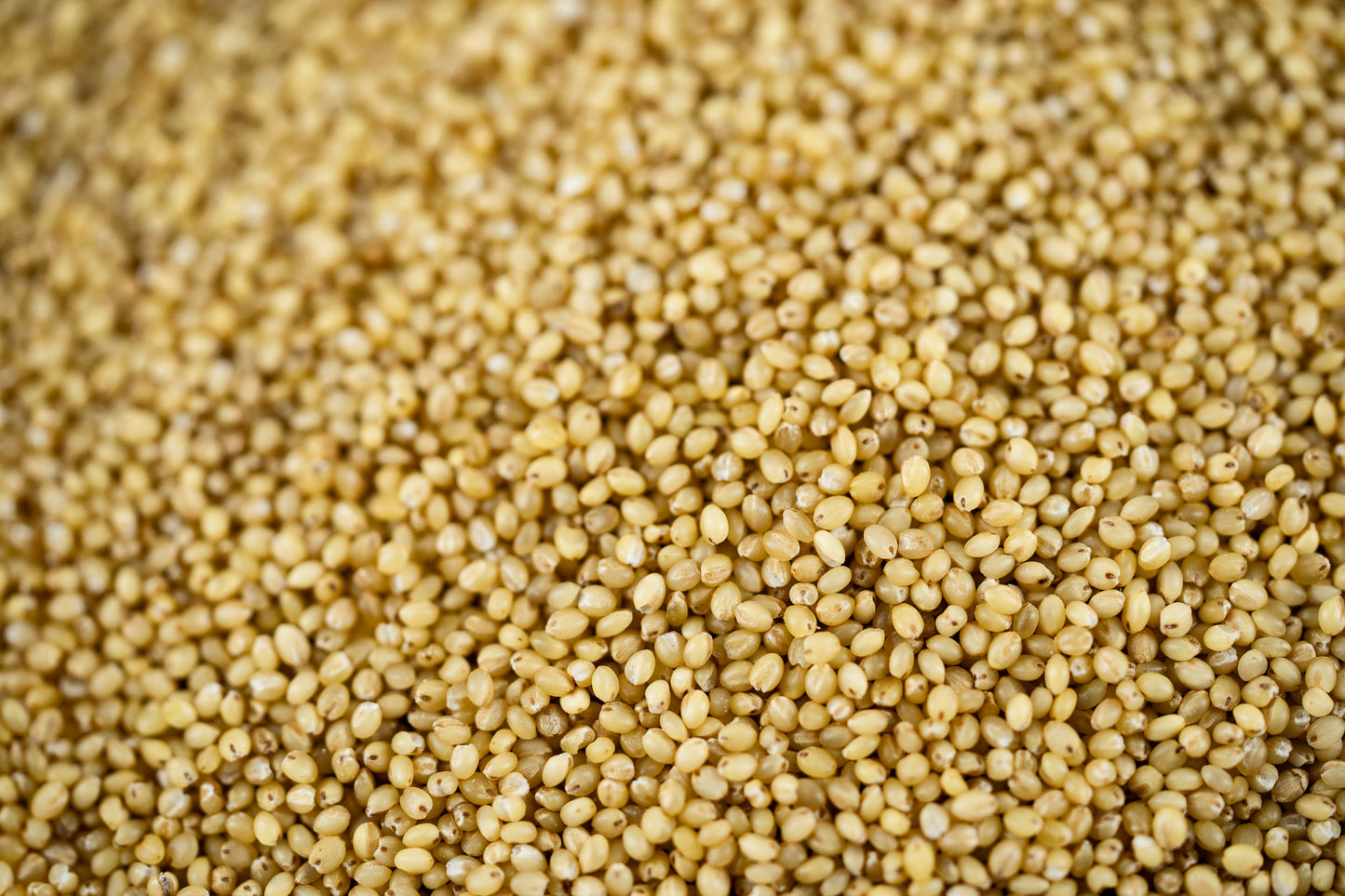Kaon - Foxtail Millet