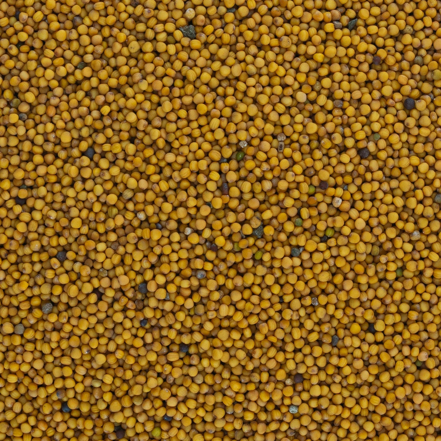 White Mustard Seed from West Bengal