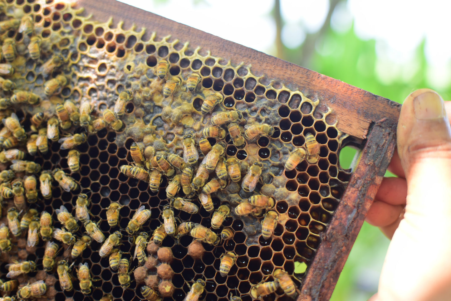Coriander Honey