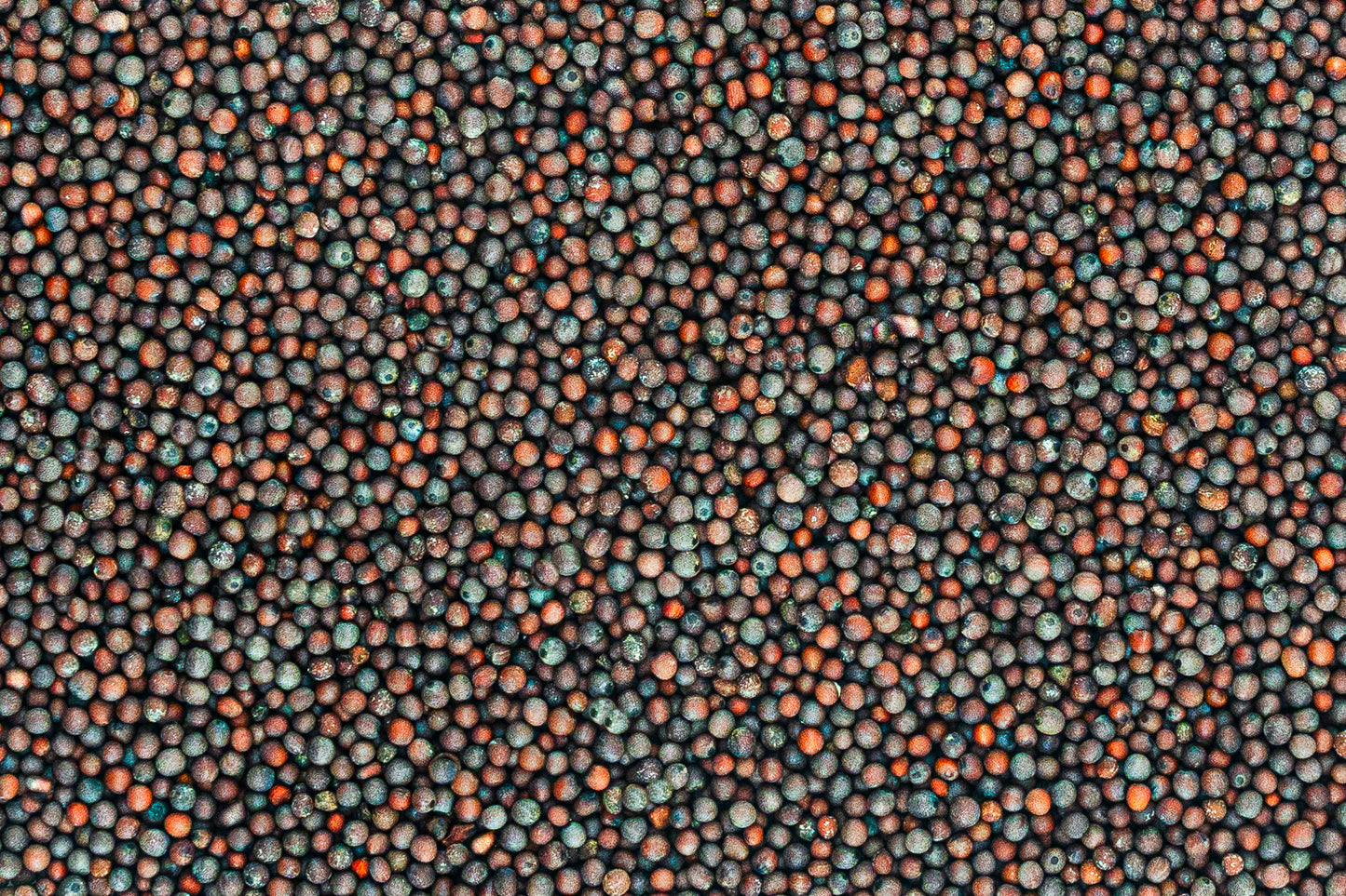 Brown Mustard Seed from West Bengal