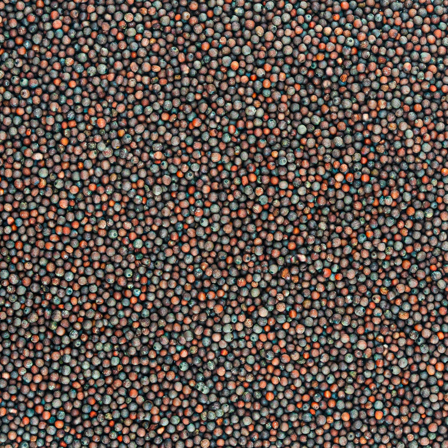 Brown Mustard Seed from West Bengal