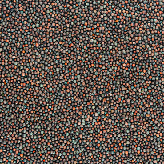 Brown Mustard Seed from West Bengal