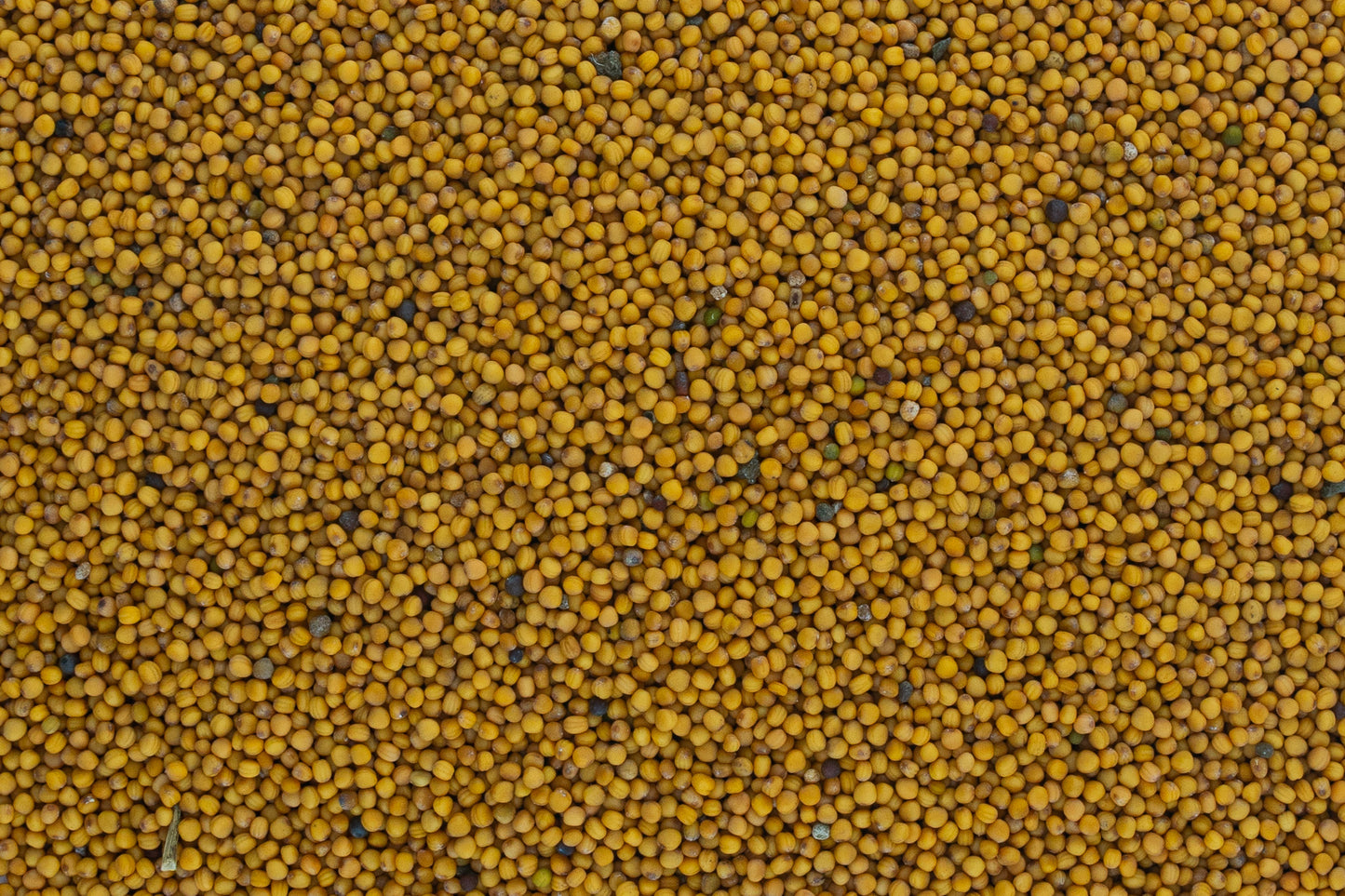 White Mustard Seed from West Bengal