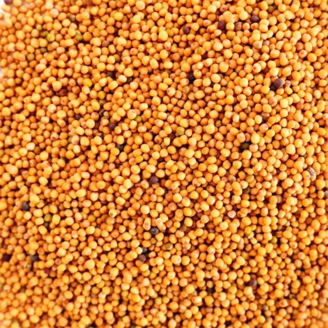 White Mustard Seeds amar khamar