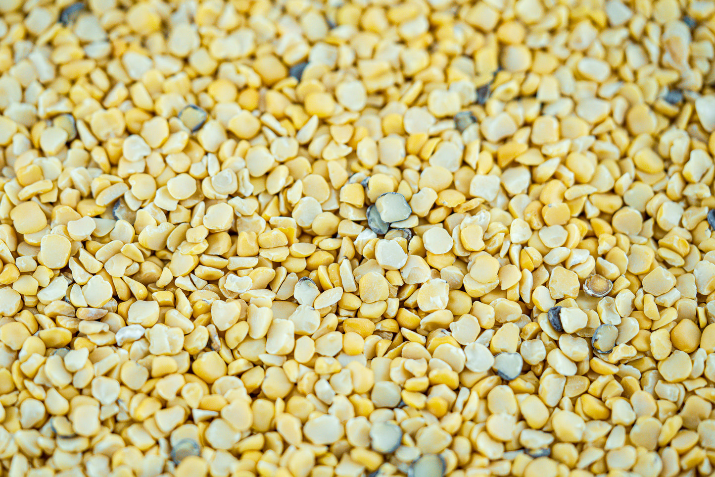 Khyasari Dal