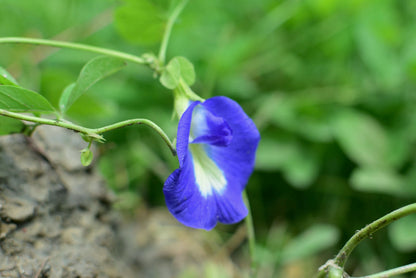 Aparajita Flower