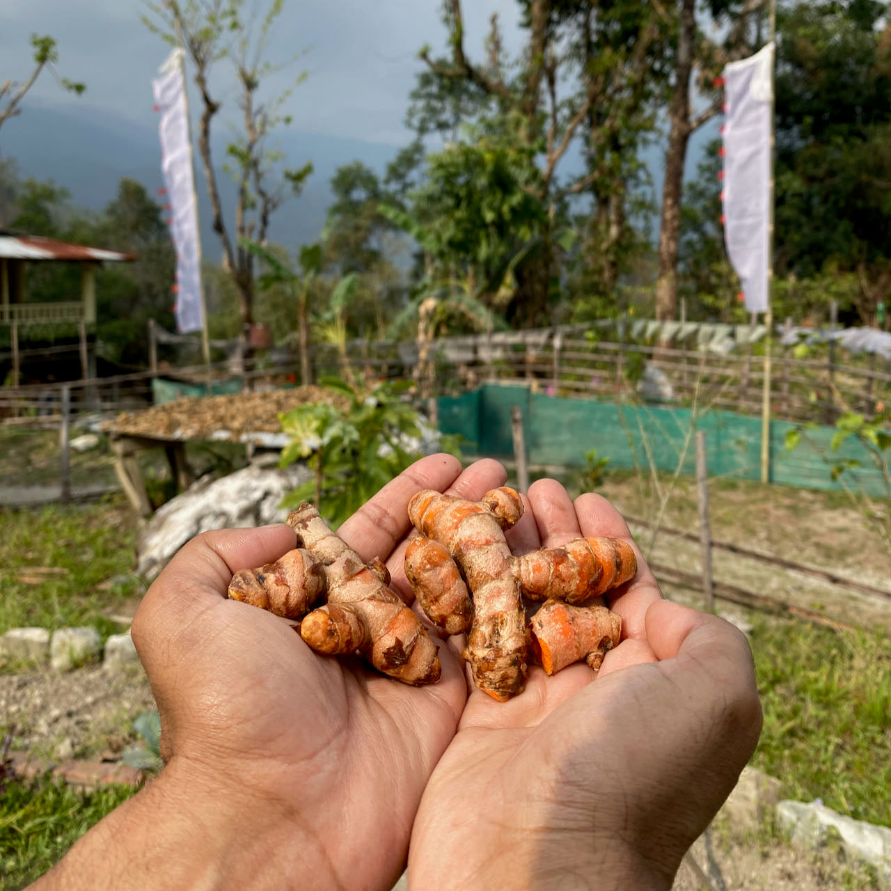 Turmeric Powder from North Bengal